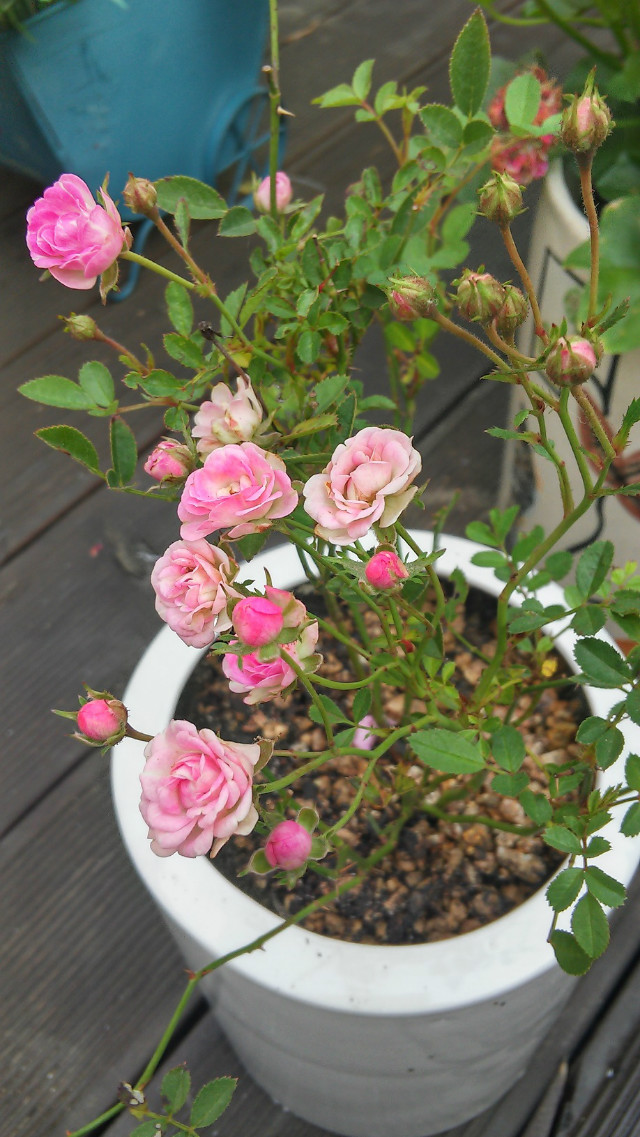 20151008_160733_HDR.jpg