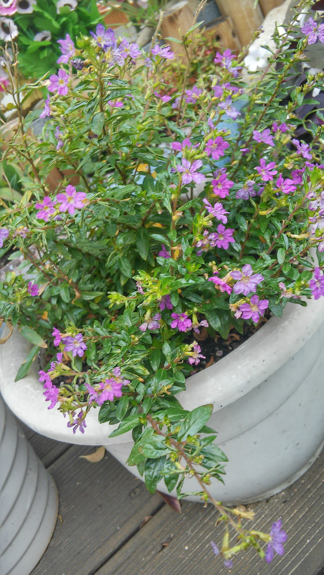 20151008_160953_HDR.jpg