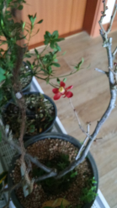 20151128_141210_HDR.jpg