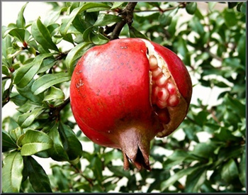 2041463074_asouKHXA_ff6.jpg