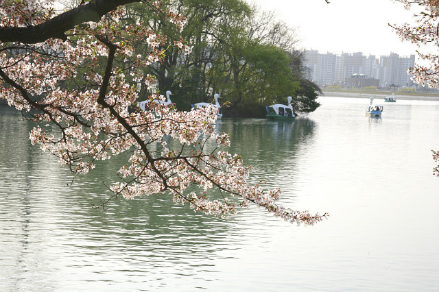 수1_MG_0039[1].jpg