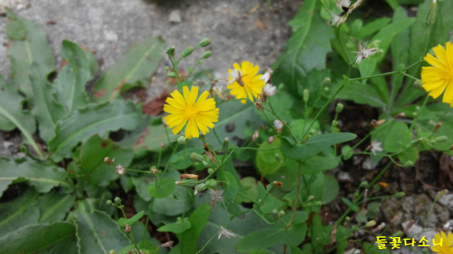 들꽃다소니03.jpg