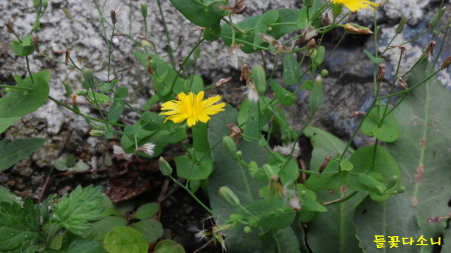 들꽃다소니04.jpg