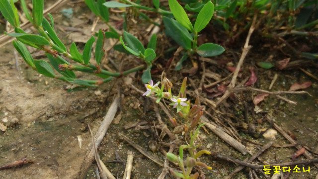 들꽃다소니08.jpg
