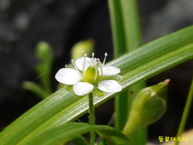 들꽃다소니01.jpg