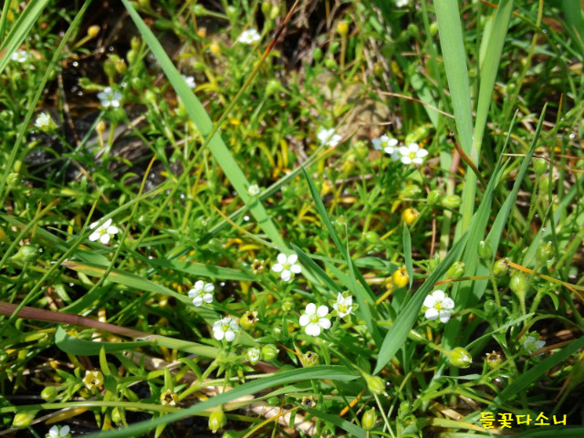 들꽃다소니02.jpg