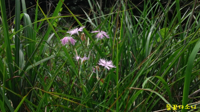 들꽃다소니08.jpg