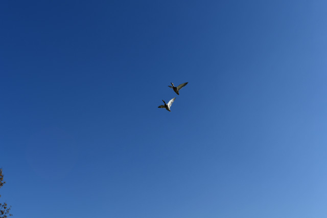 DSC_0144.JPG