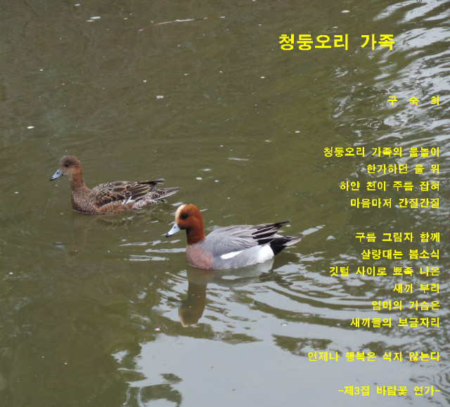 청둥오리2018-03-17 13-59-57-895.jpg