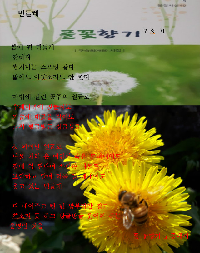1-민들레 시2018-04-21 18-39-49-625.jpg