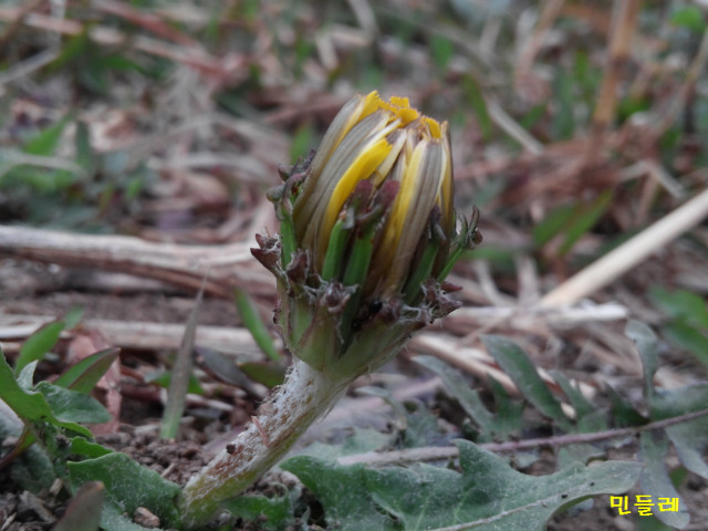 민들레1.jpg