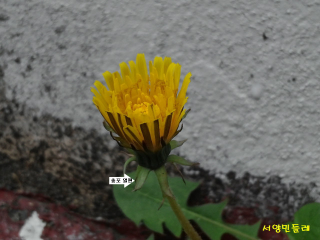 서양민들레.jpg