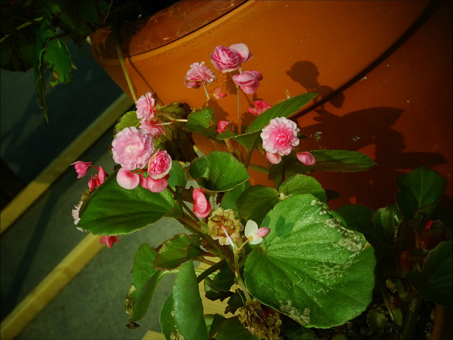 20180430-160356-1159.jpg