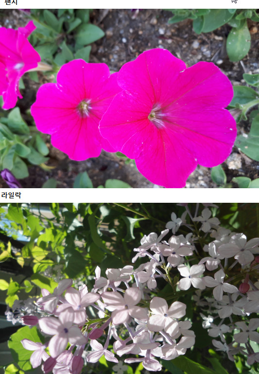 꽃만2018-05-08.jpg