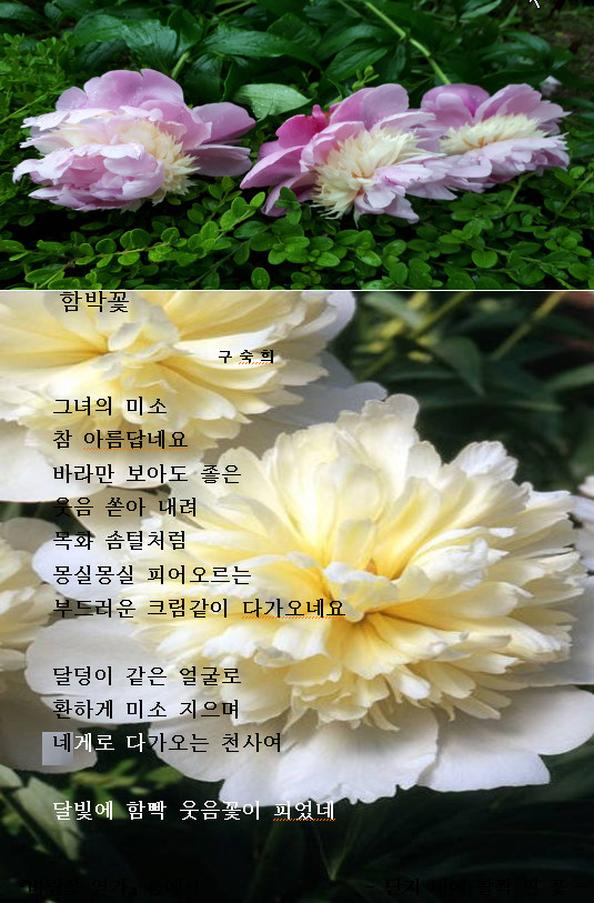 함박꽃 2018-05-26.jpg