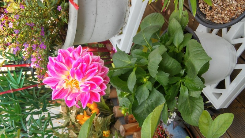 20151018_125052_HDR.jpg