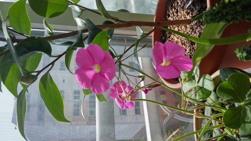20151015_121910_HDR.jpg