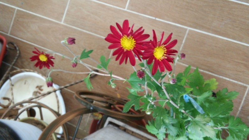 20151106_085314_HDR.jpg