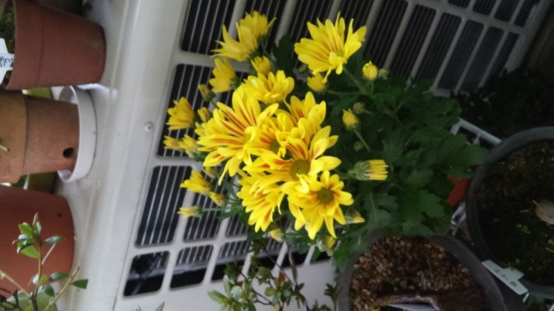 20151107_155346_HDR.jpg
