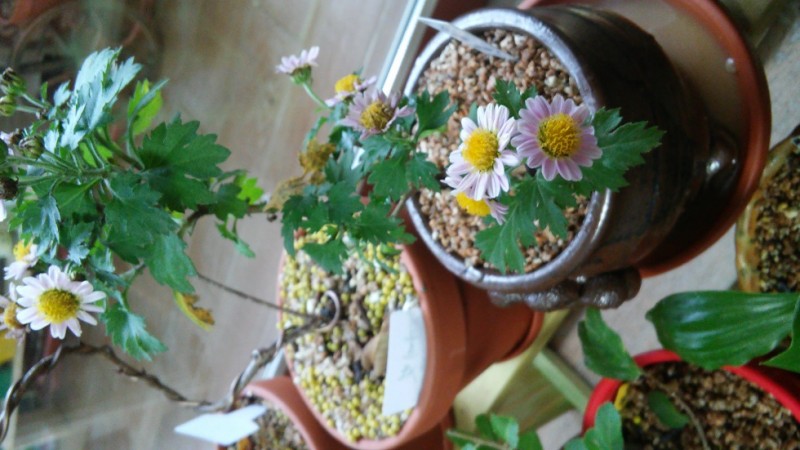 20151116_102945_HDR.jpg