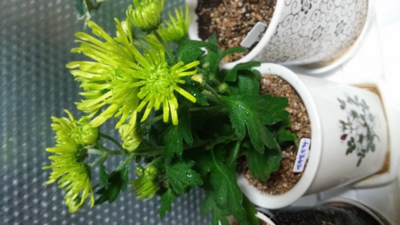 20151119_171952_HDR.jpg