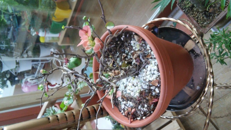20151128_141143_HDR.jpg