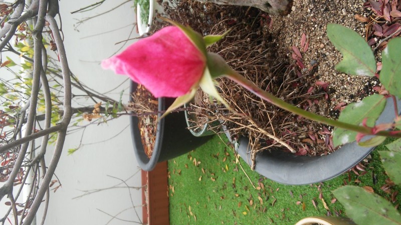 20151205_134823_HDR.jpg